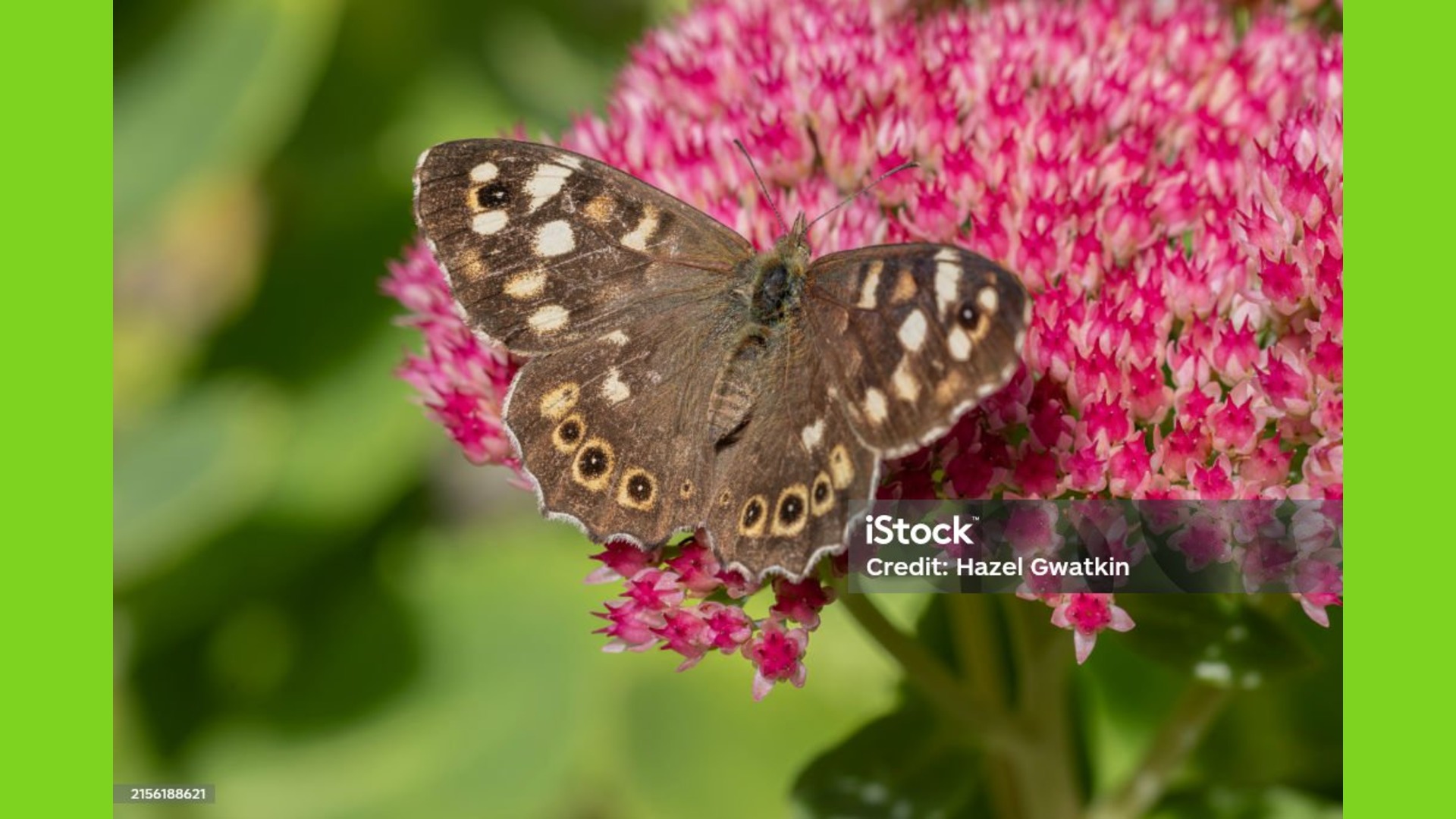 Speckled Wood butterfly perched on a leaf